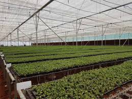 Vegetable nursery